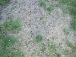 aerated lawn