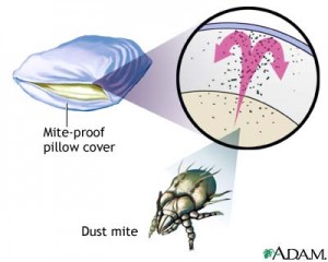 dust-mite-cover
