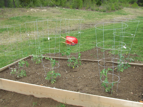 Raised Bed Garden With Tomato Plants