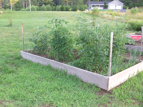 Raised Bed Garden with Tomato Plants
